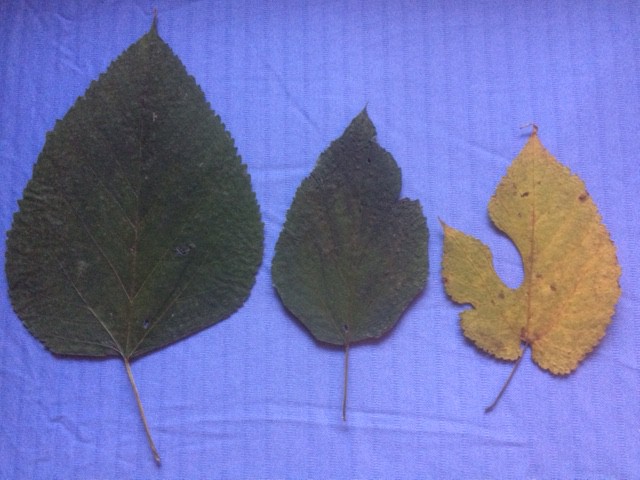 mulberry leaves