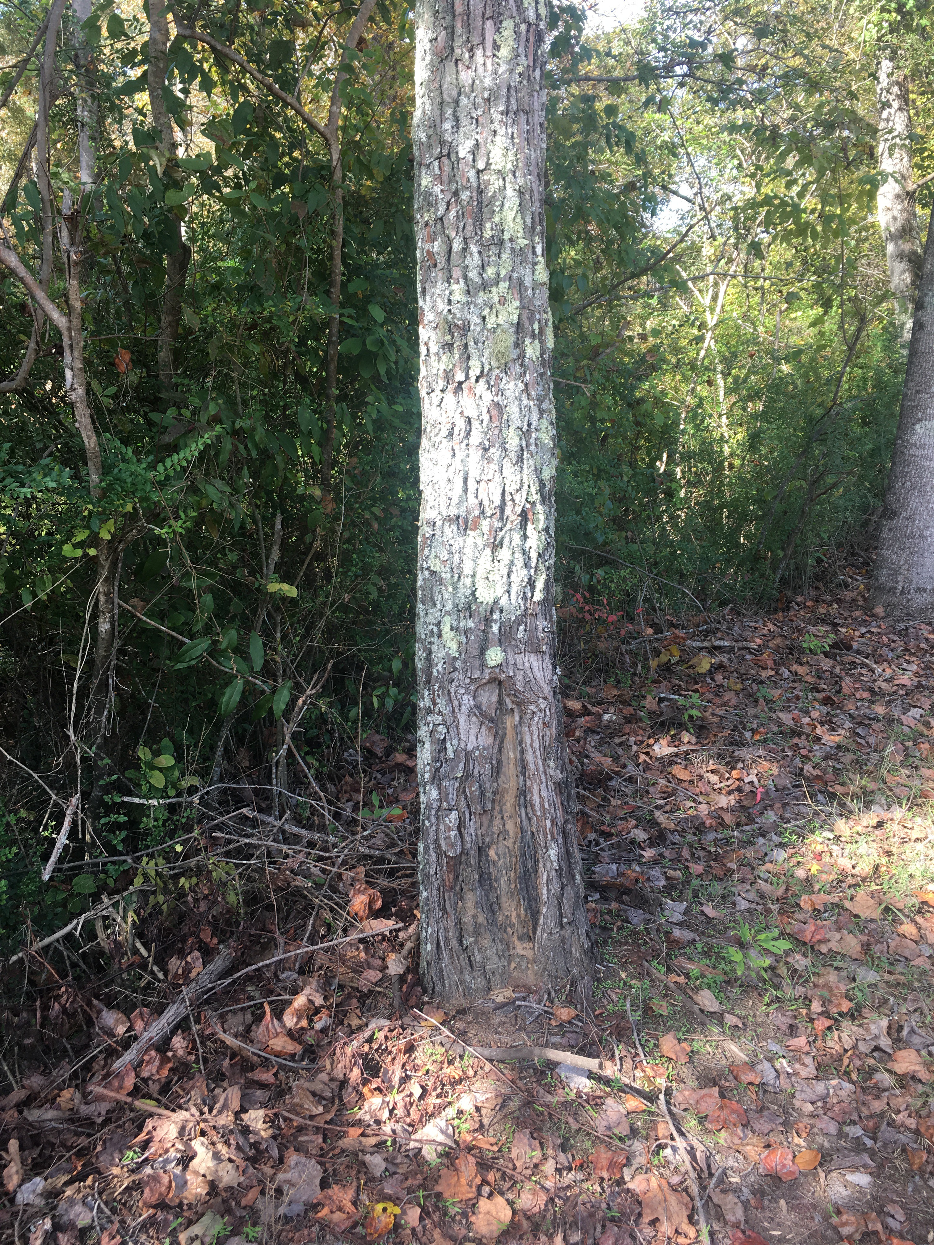 The tree trunk of a mature tree form Sassafras tree
