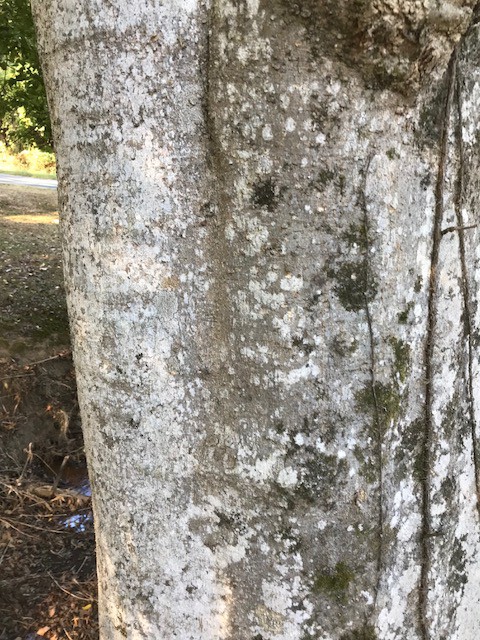 "Smooth gray bark of a mature beech tree". Photo by James Talmadge