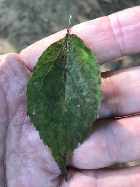"A beech leaf in late summer with powdery mildew". Photo by James Talmadge
