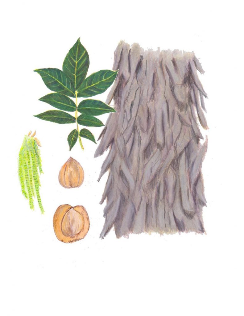 Shagbark Hickory's compound leaf, bark, nut (fruit), nut husk, and male flower (catkin). Illustration provided by Karen M. Johnson.